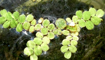 salvinia natans